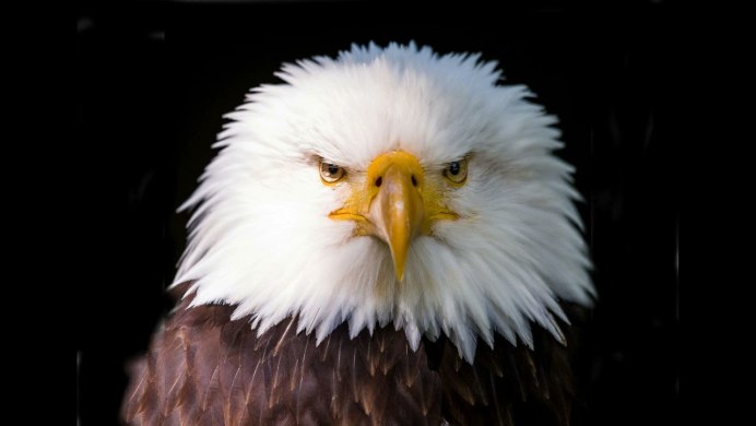 Белоголовый Орлан анфас