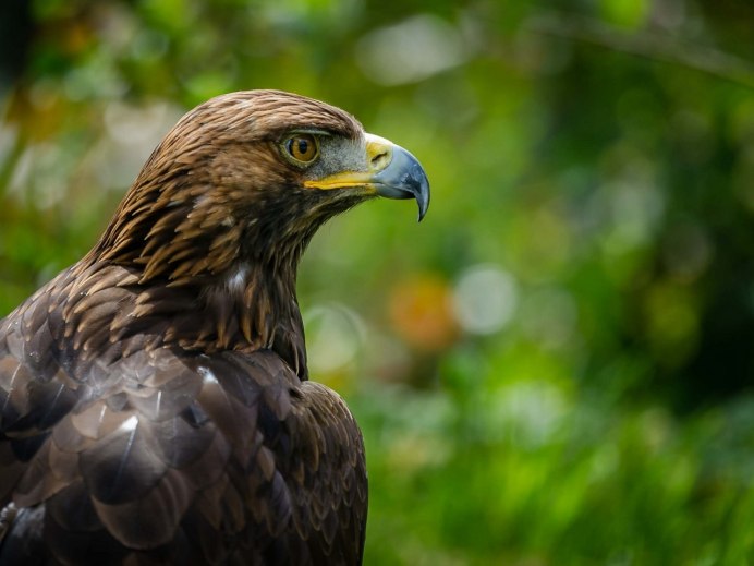 Орел в анфас