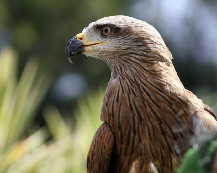 Орел Беркут хищник