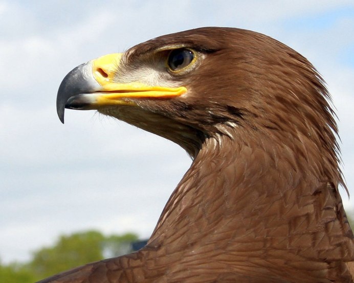 Белоголовый Беркут