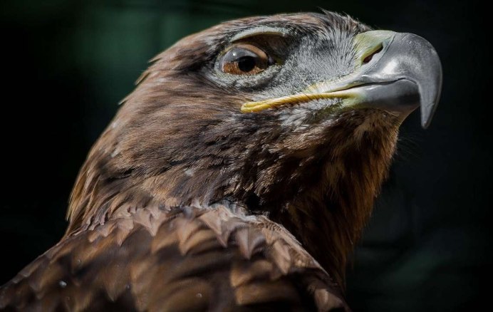 Хищные птицы орёл Беркут