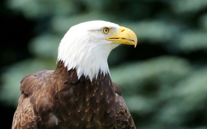 Орел с птицей в клюве