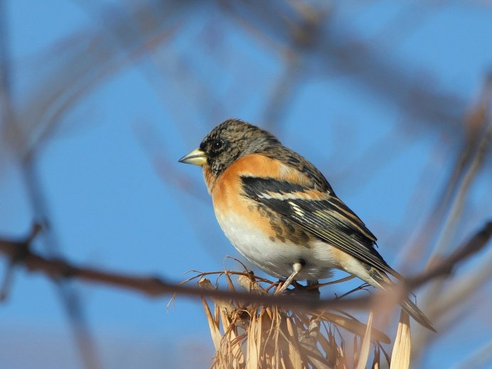Юрок (fringilla montifringilla)