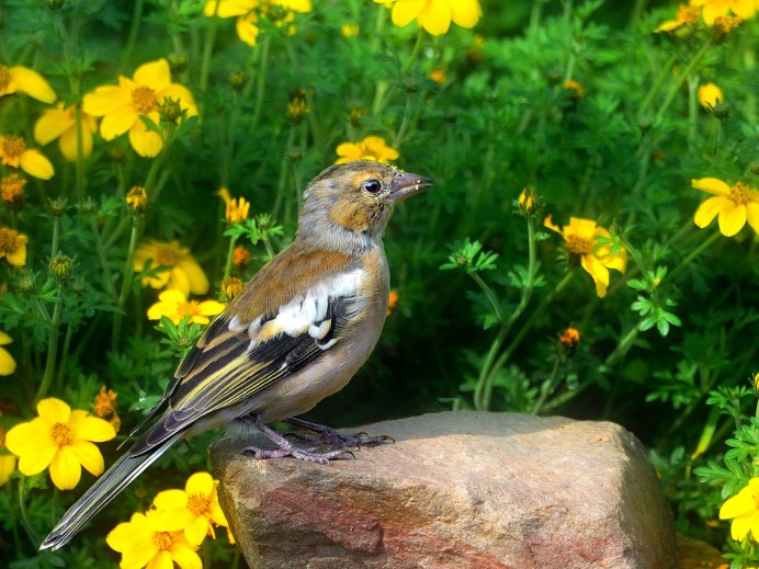 Вьюрок Вьюрковые