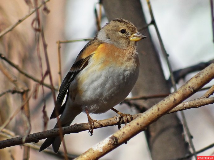 Юрок.(семейство воробьиных)