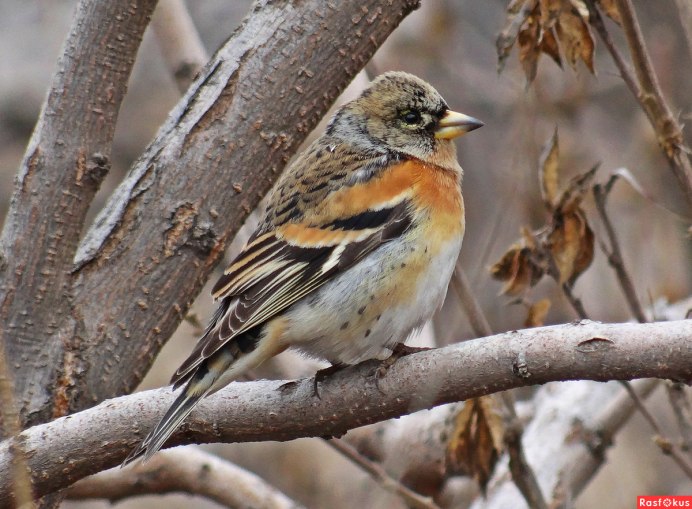 Зяблик вьюрок самка