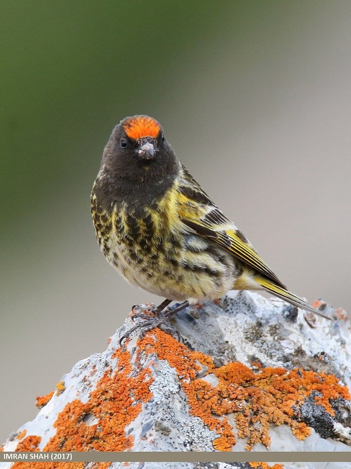 Гималайский горный вьюрок