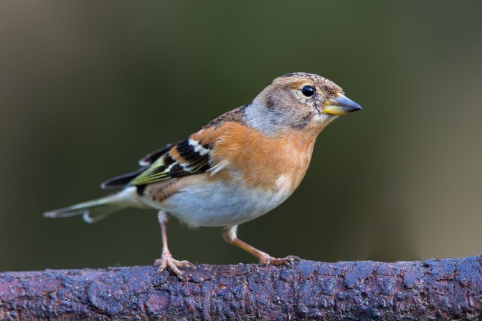 Канареечный вьюрок птенец