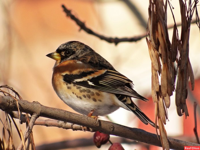 Вьюрок Вьюрковые