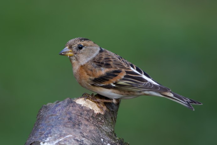 Зяблик вьюрок самка