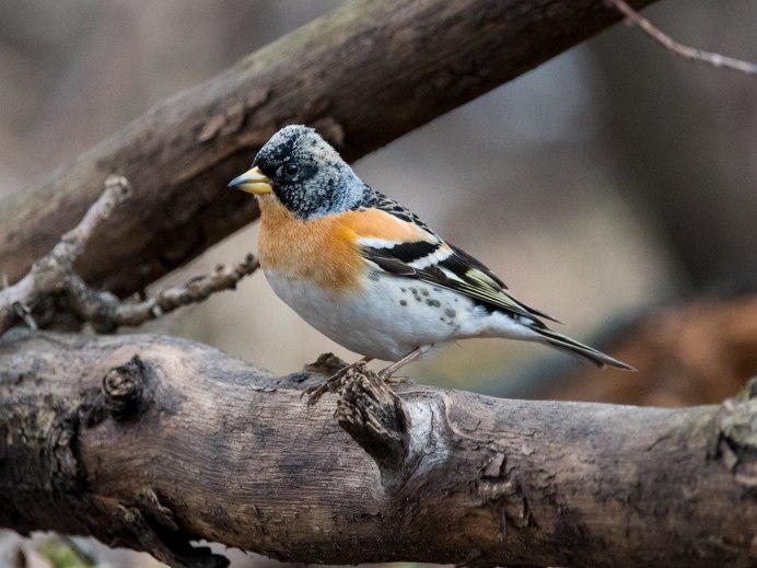 Вьюрок Зяблик