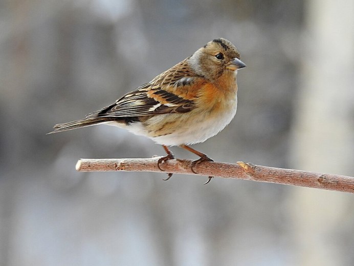 Юрок вьюрок