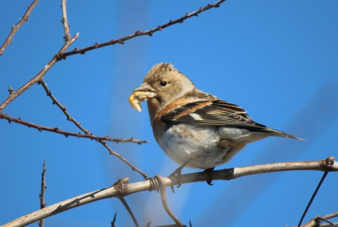 Лимонный вьюрок
