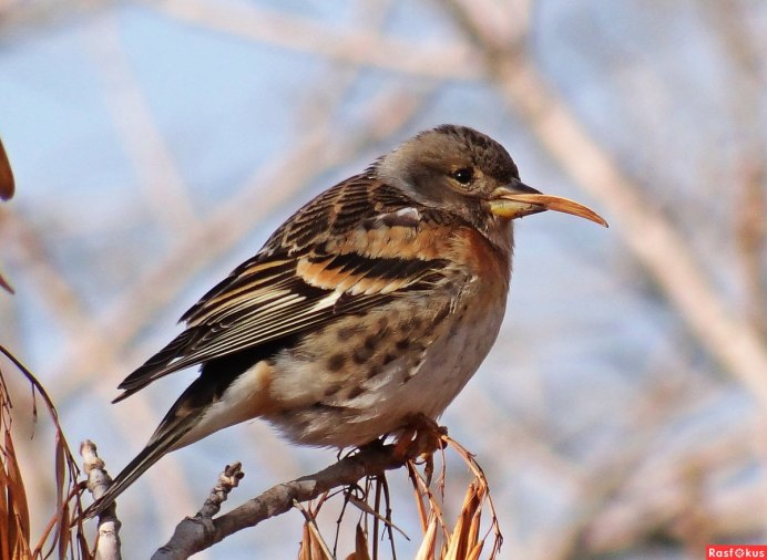 Юрок.(семейство воробьиных)