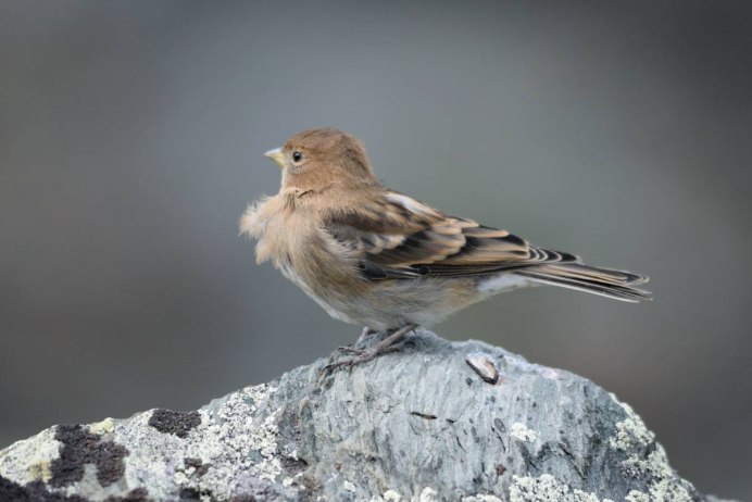 Вьюрок обыкновенный зимой