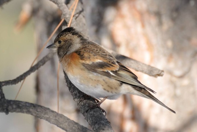 Юрок (fringilla montifringilla)