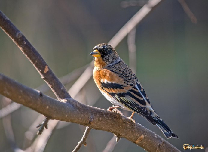 Попугайный вьюрок