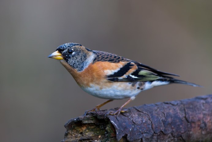 Вьюрок обыкновенный