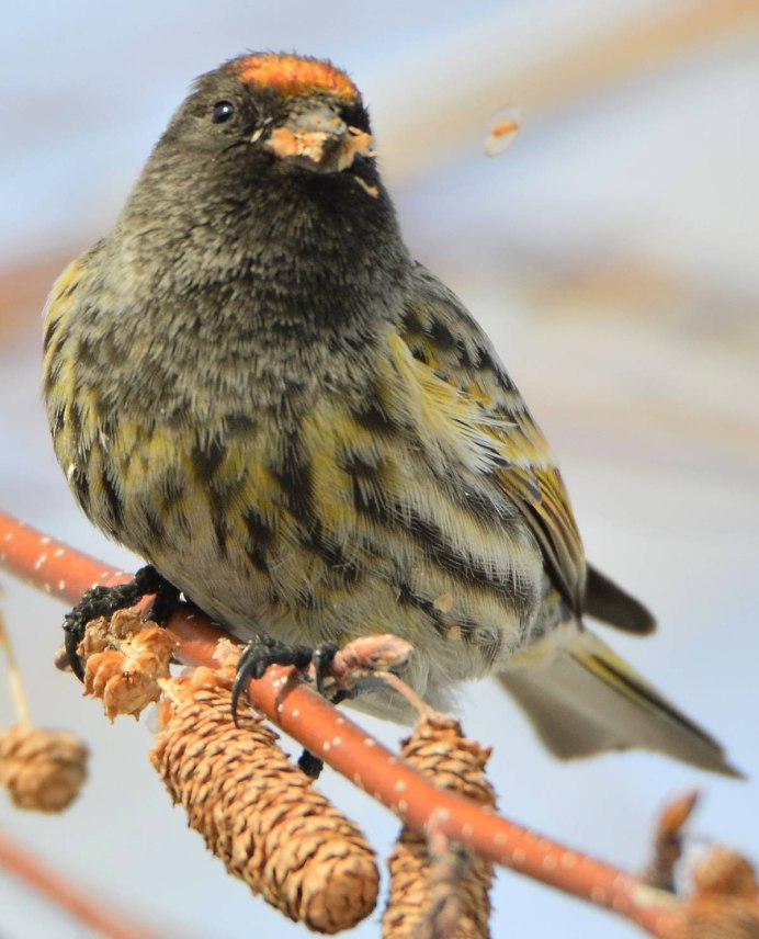 Вьюрок обыкновенный