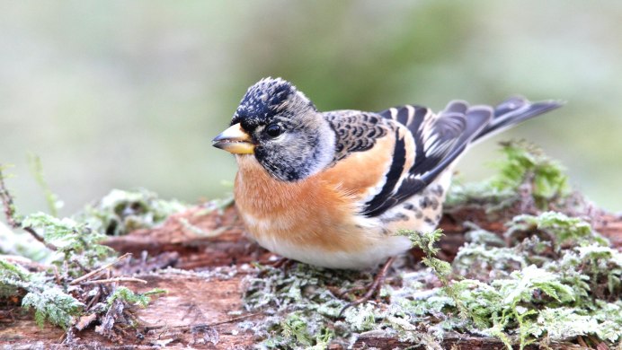 Юрок вьюрок