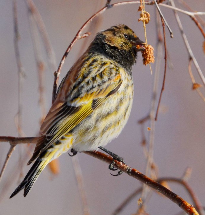 Вьюрок Вьюрковые