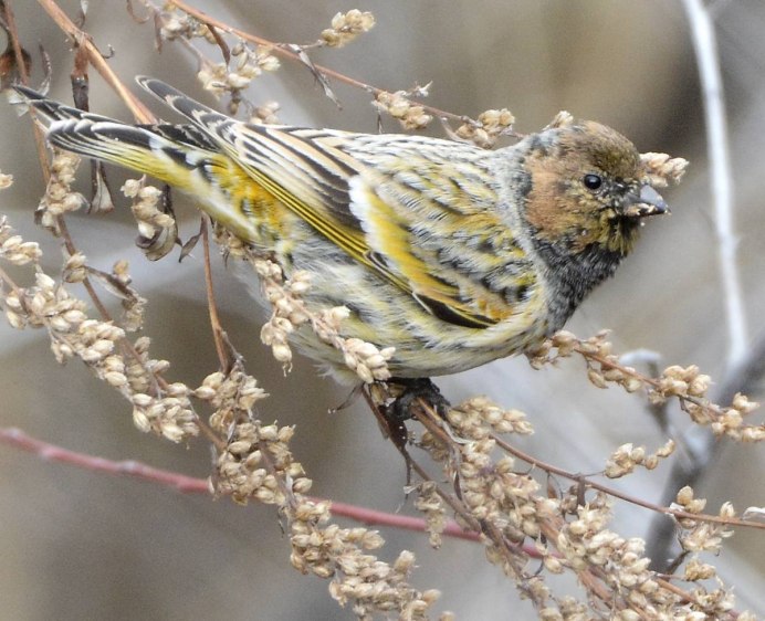 Королевский вьюрок