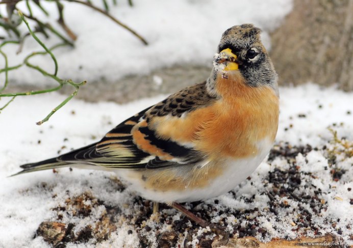 Шафрановый вьюрок