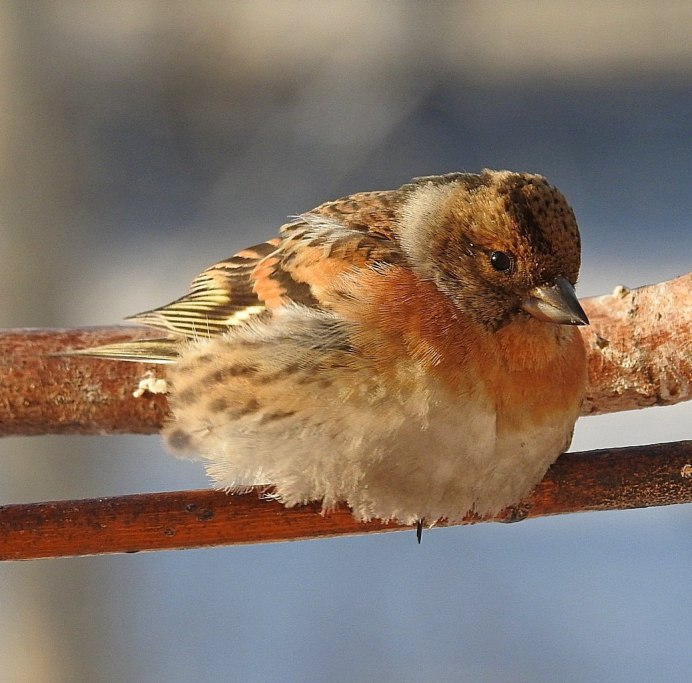 Юрок.(семейство воробьиных)