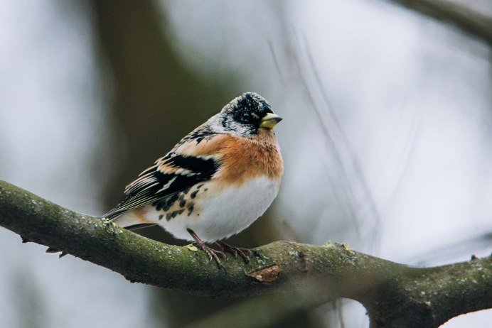 Вьюрок самец