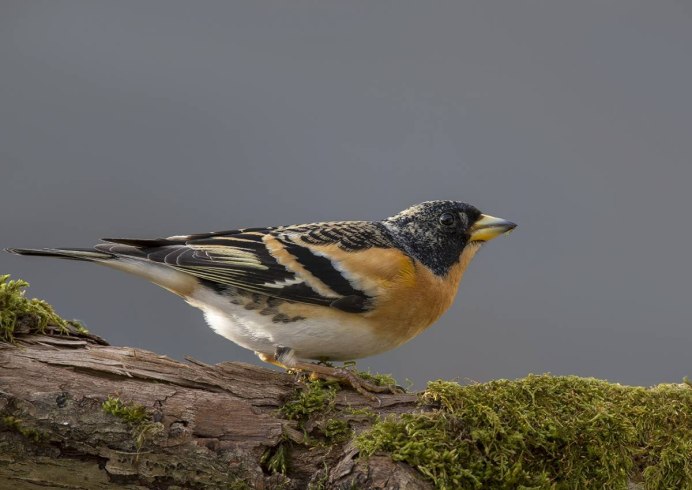 Вьюрки ареал