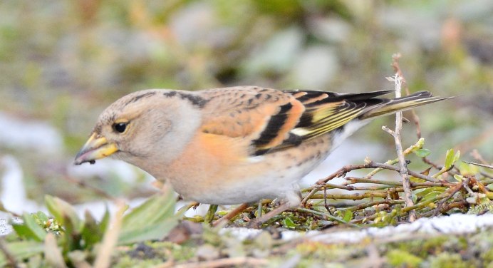 Вьюрок Зяблик