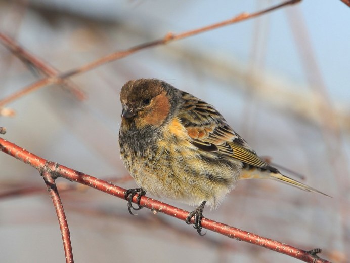 Вьюрки ареал
