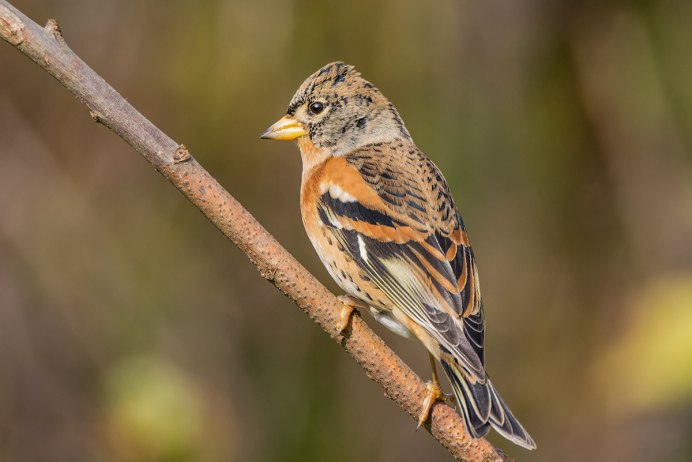 Певчий вьюрок