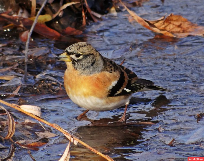 Вьюрок Зяблик