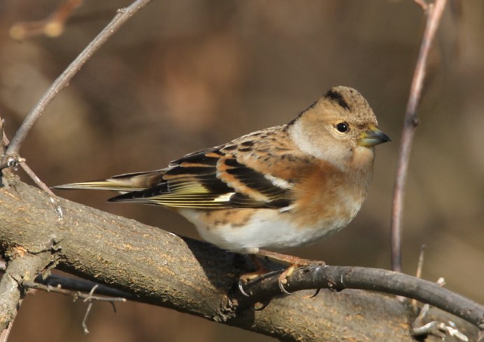 Юрок (fringilla montifringilla)