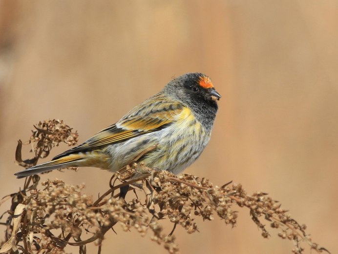 Юрок (fringilla montifringilla)