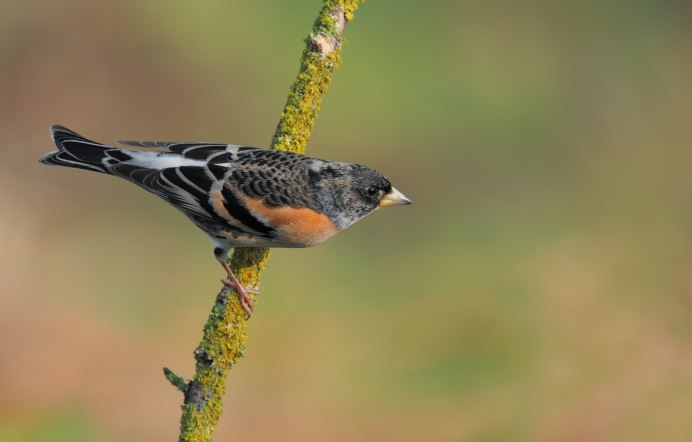 Юрок.(семейство воробьиных)