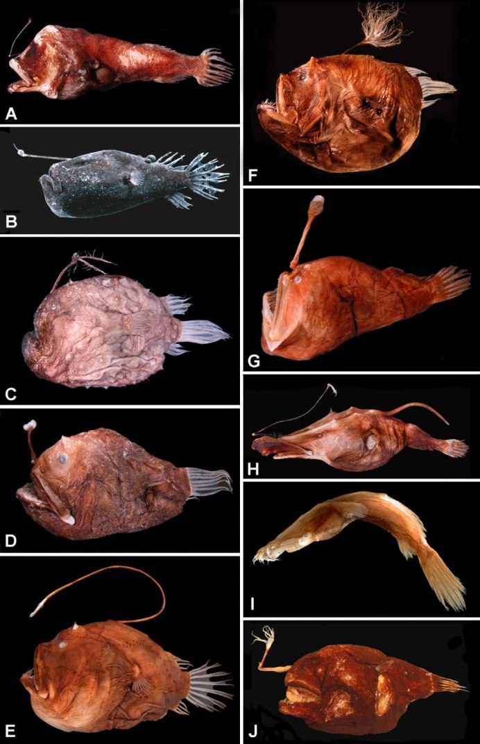 Melanocetus johnsonii