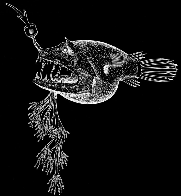Страшный Рыбак Lasiognathus dinema