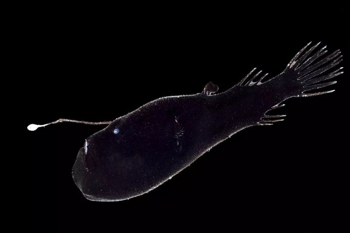 Глубоководные обитатели Марианской впадины