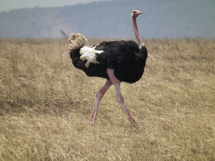 Struthio Camelus massaicus