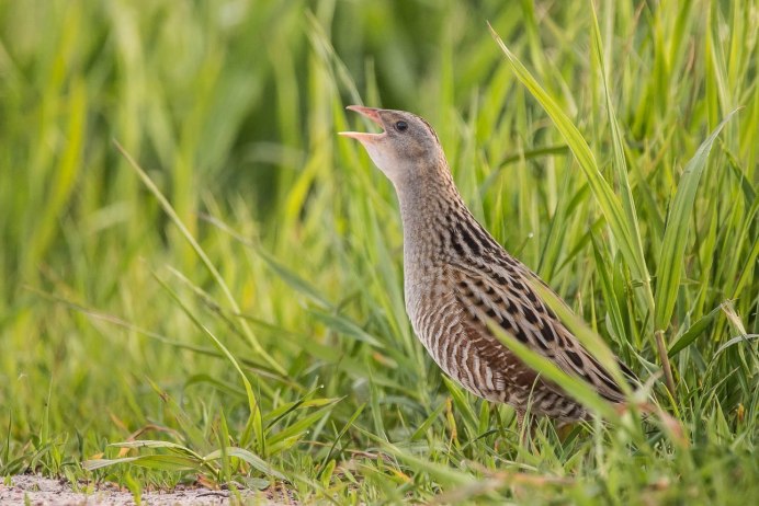 Чибис Vanellus Vanellus