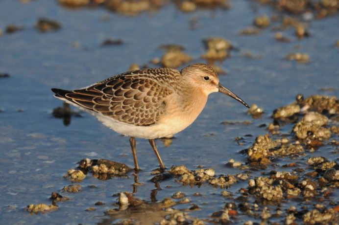 Исландский песочник (Calidris canutus)
