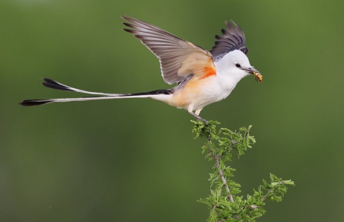 Камышница – Gallinula chloropus (l.)