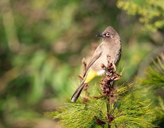 Anthus Campestris
