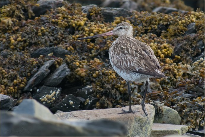Sandpiper птица