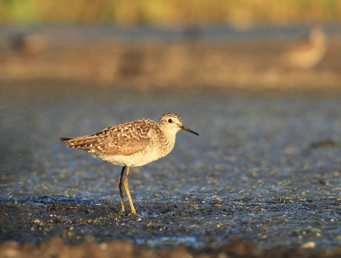Botaurus lentiginosus
