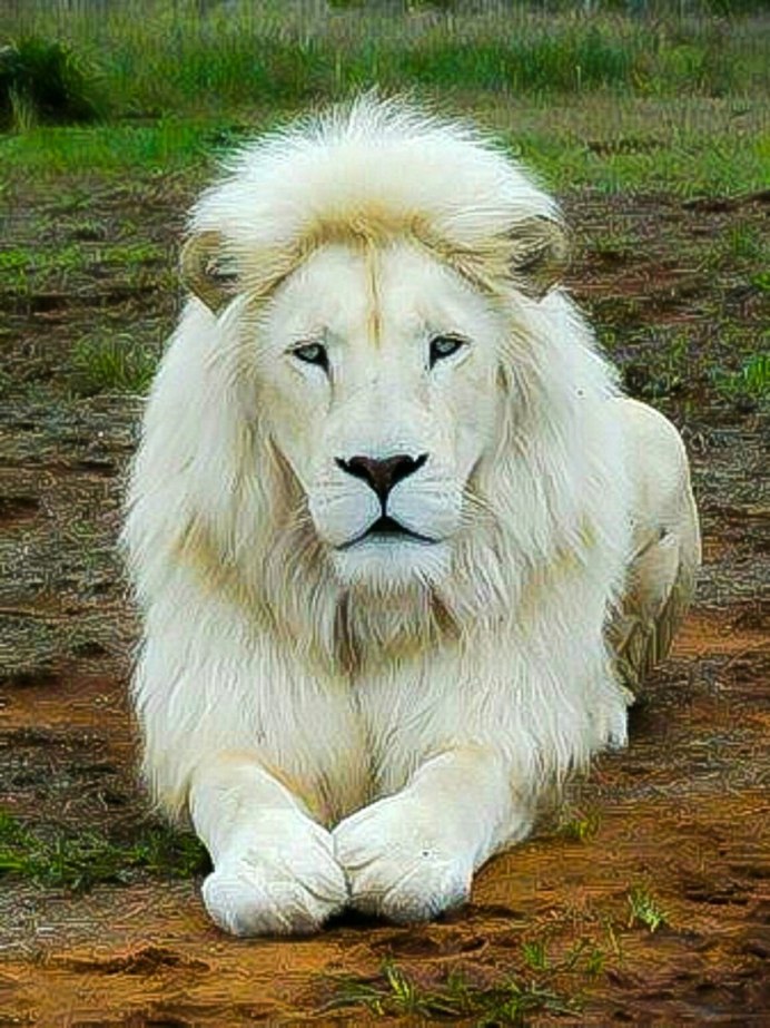 Амирхан белый Лев
