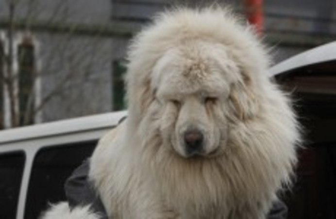 Тибетский мастиф