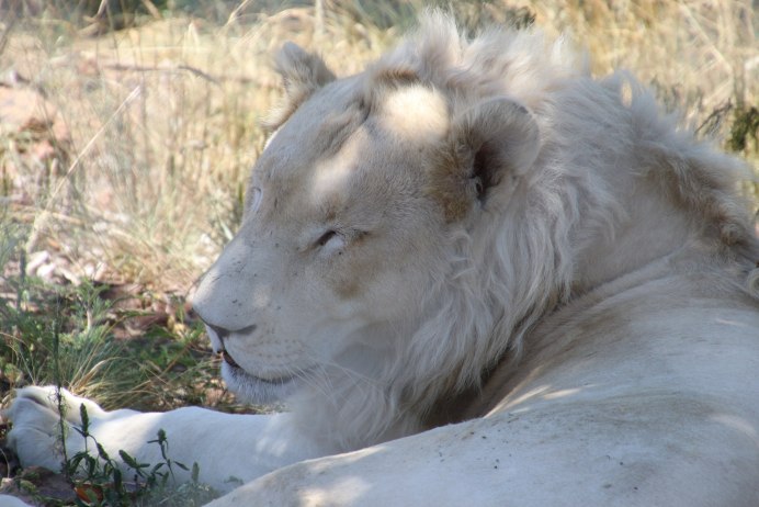 Снежно-белый Лев